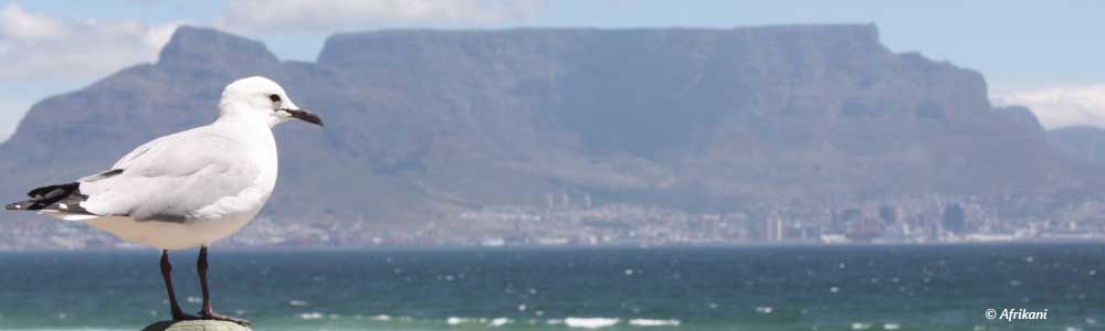 6 Crazy Facts about Cape Town