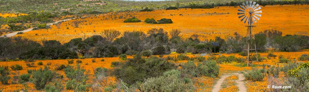 Namaqualand spring flowers, Northern Cape